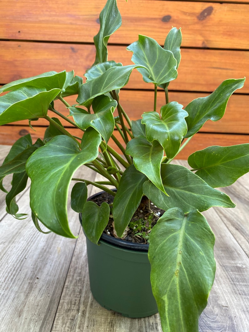 Philodendron Xanadu in 6 Pot House Plant Etsy