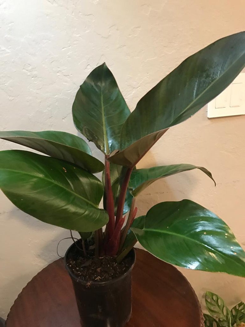 TropicalplantsFL Philodendron Rojo Congo - Thumbnail 5