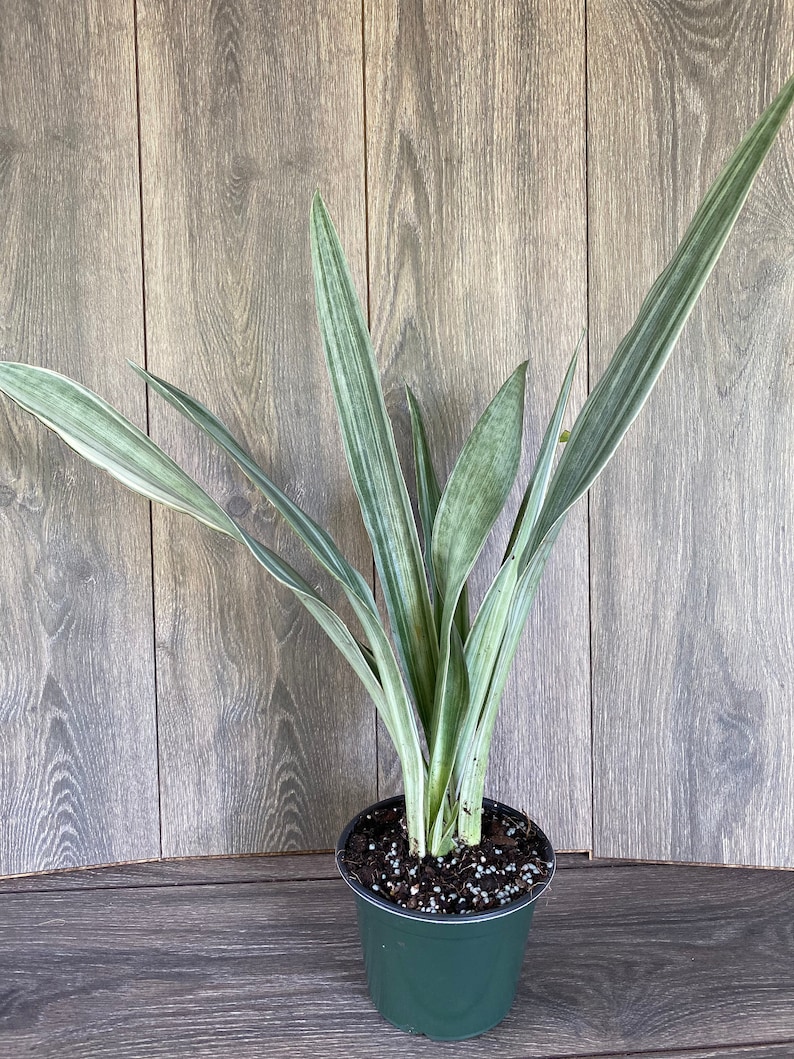 Sansevieria Sayuri in 6 pot image 3