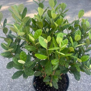 Large Pineapple Guava in 10" Pot , Feijoa sellowiana