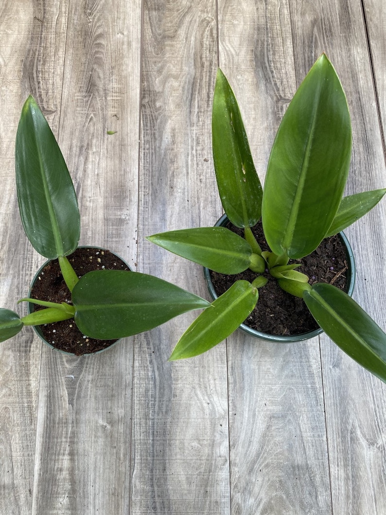 Philodendron Martianum Fat Boy, in 6 pot or 8 pot image 6