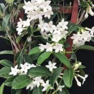 Stephanotis Floribunda Plant in 6&quot;, Jasminoides, Madagascar Jasmine, Bridal Bouquet Wedding Flower