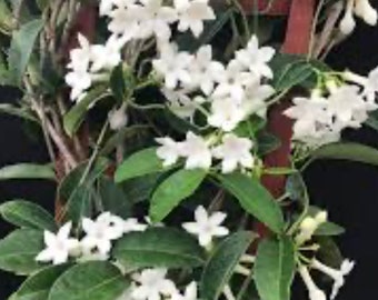 Stephanotis Floribunda Plant in 6", Jasminoides, Madagascar Jasmine, Bridal Bouquet Wedding Flower