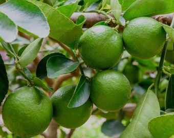 Key Lime Tree in half Gallon Pot, Grafted