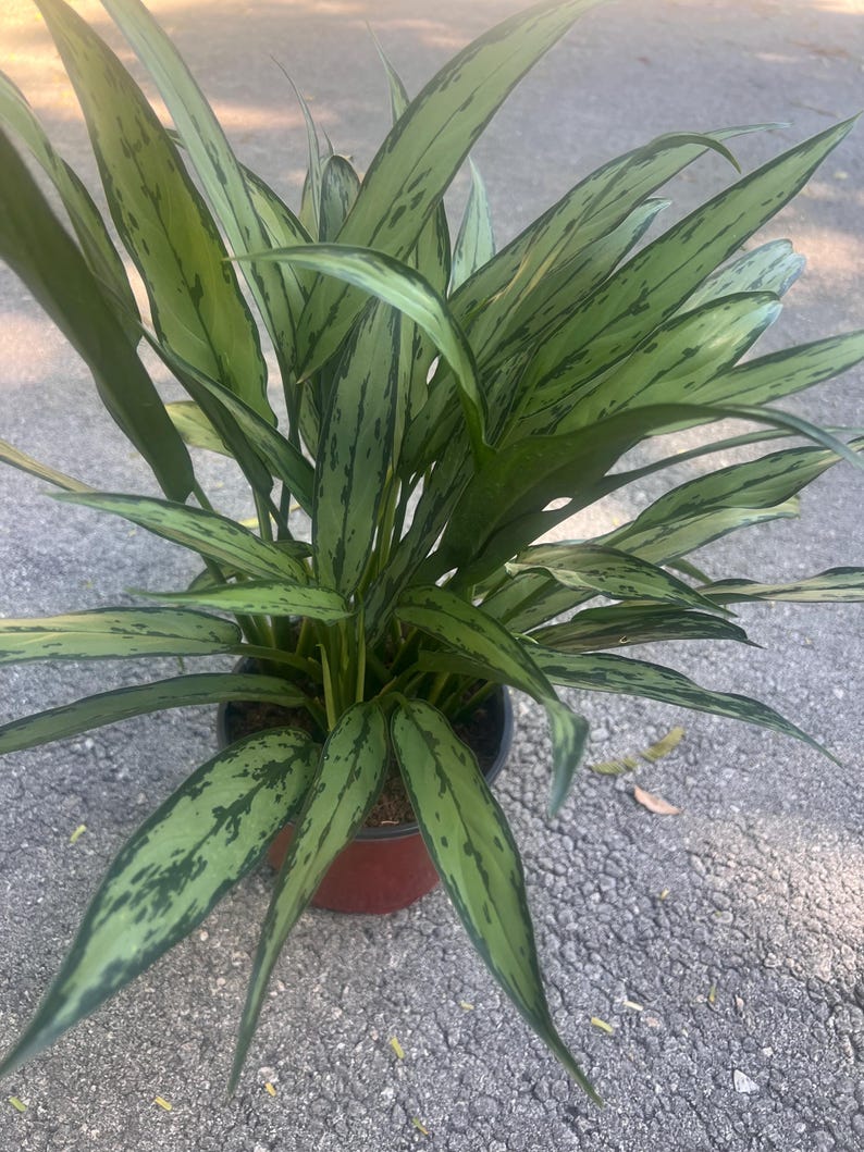 TropicalplantsFL Aglaonema Cutlass - Thumbnail 3