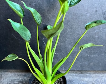 Alocasia Tini Dancer in 6" Pot