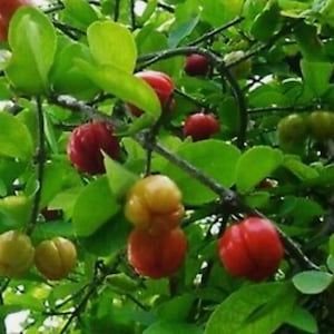 May include: A close-up of a cherry tree branch with several ripe cherries. The cherries are red and yellow and are growing on the branch. The leaves are green and lush.