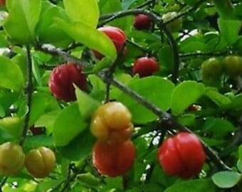 Large Acerola Cherry, Barbados Cherry Plant in 10 " Pot
