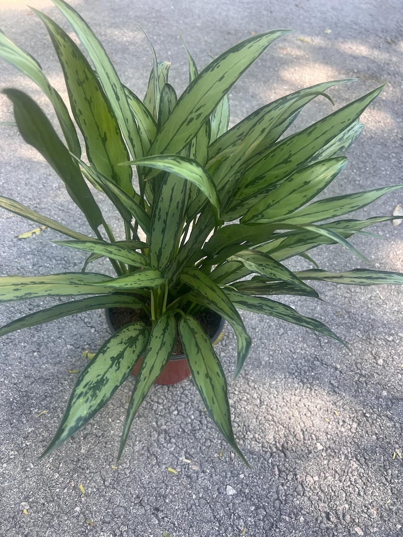 TropicalplantsFL Aglaonema Cutlass