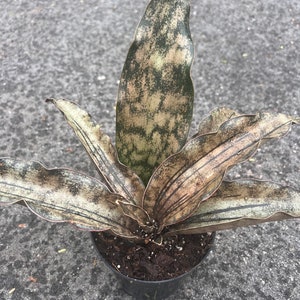 sansevieria kirkii coppertone in 5" Pot