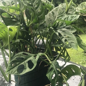 Monstera adansonii,Philodendron Swiss Cheese, Philodendron, Philodendron Swiss 6&quot;, 8&quot;