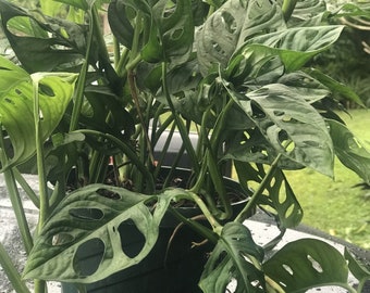 full grown swiss cheese plant Swiss Cheese Monstera (Adansonii)  Hey Rooted