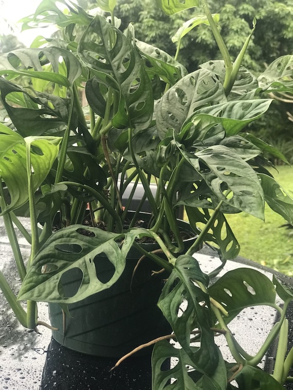 Plante monstera adansonii terreau ou en aquarium