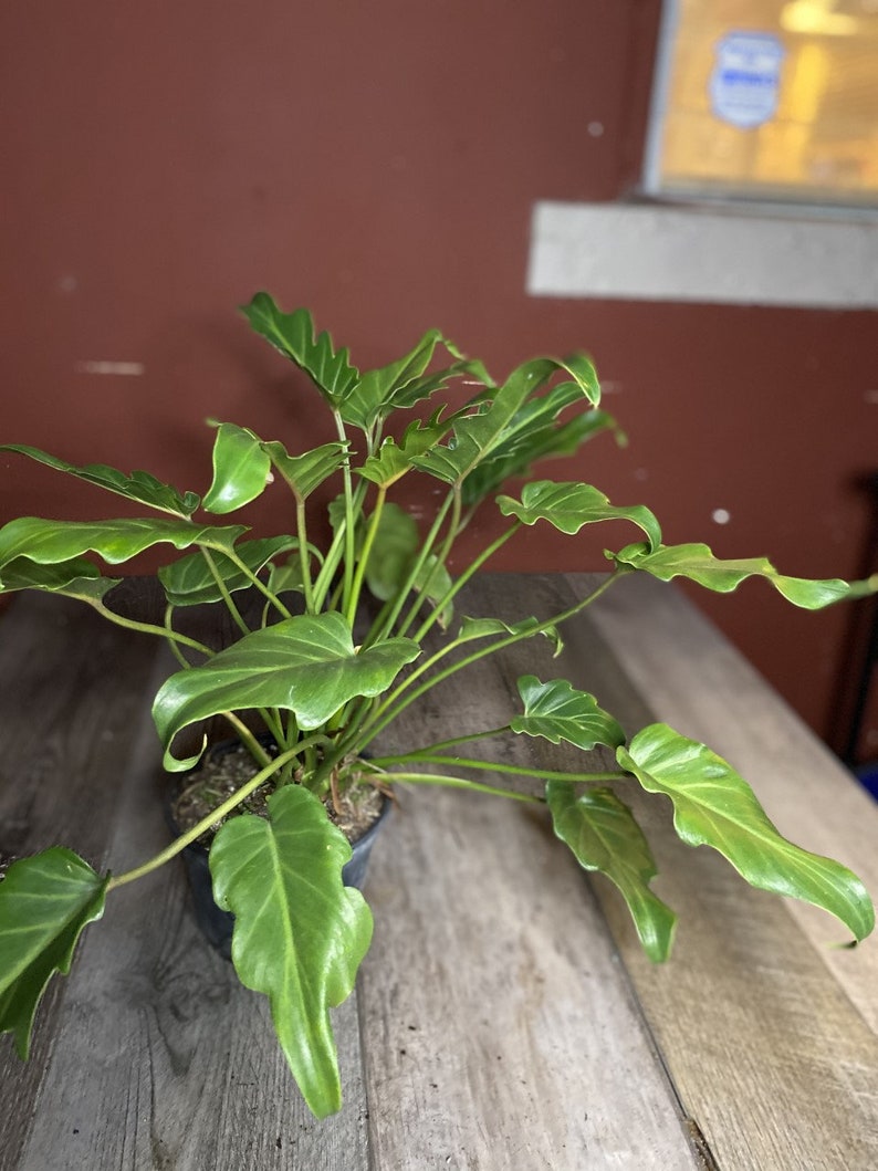 caring for philodendron deja vu caring for philodendron deja vu