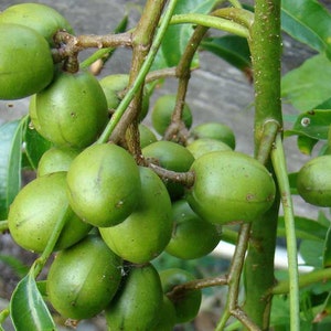 Large June Plum Dwarf, Ambarella Fruits,  Jewel Plums in 10" Pot, Kedondong
