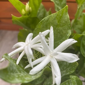 Jasmine Belle of India in 6&quot; Pot