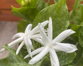 Jasmine Belle of India in 6" Pot