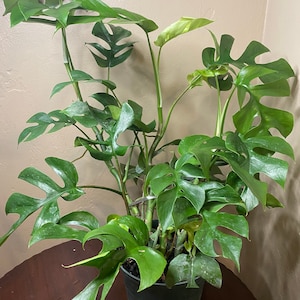 May include: A potted Monstera plant with large, green leaves. The plant is in a black plastic pot and is sitting on a wooden table.