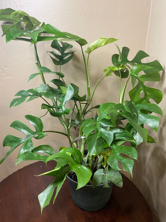 aroid plant Philodendron Radiatum Variegated main image 1