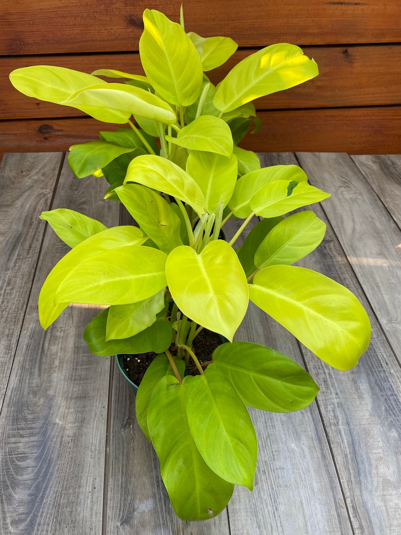 Philodendron Golden Goddess 6 pot or 8 pot image 4