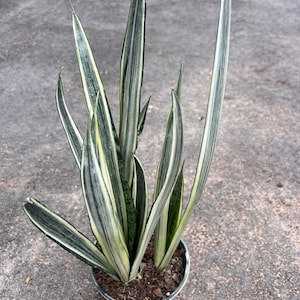Sansevieria Bantel&#39;s Sensation 6&quot; pot