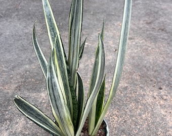 Sansevieria “manny Pacquiao”/ RARE / Unique / Chubby DARK Leaves
