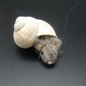 Può includere: Una piccola creatura pelosa marrone si nasconde all'interno di un guscio di lumaca beige.