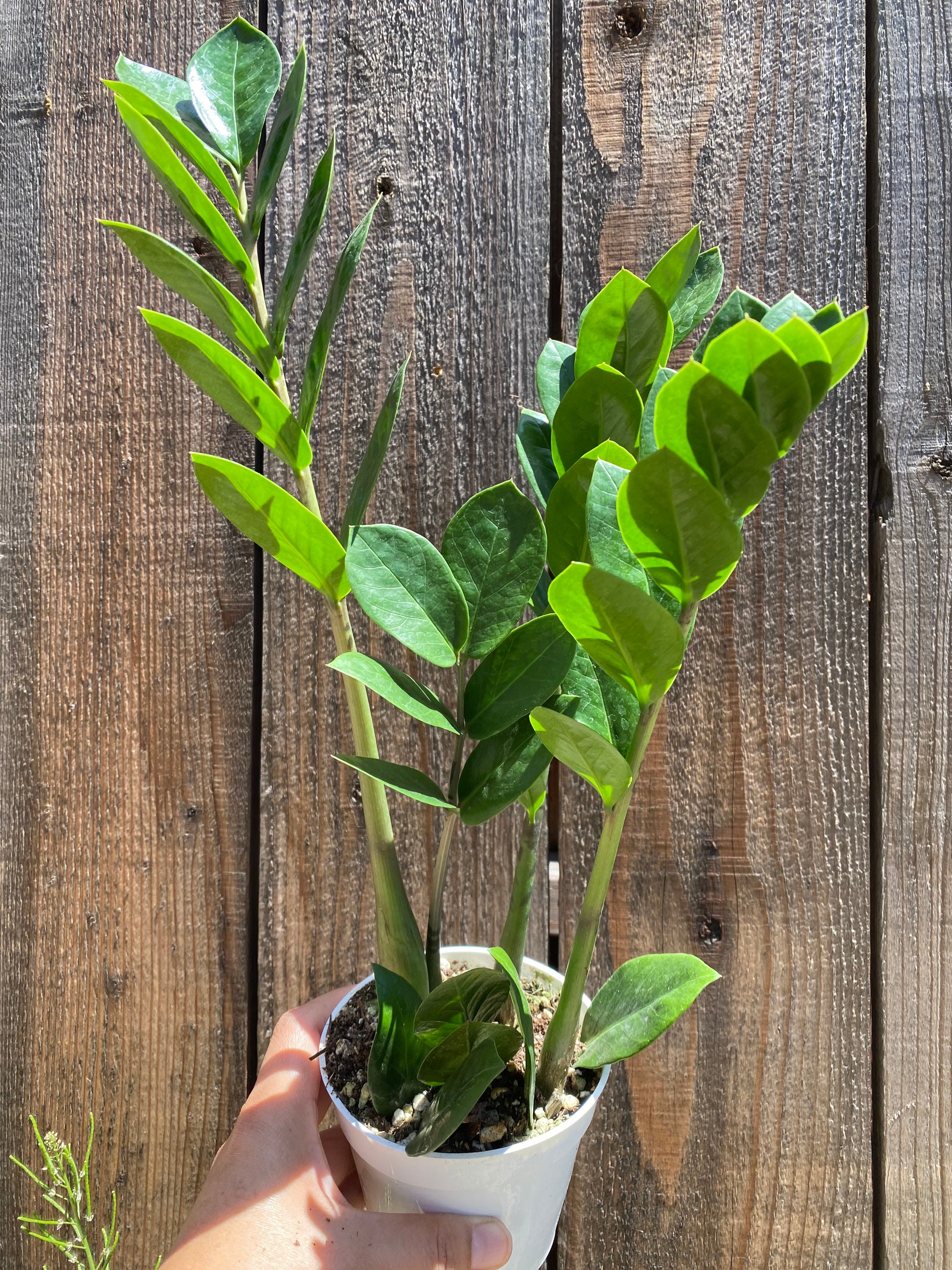 Zz plant succulent 4 Etsy