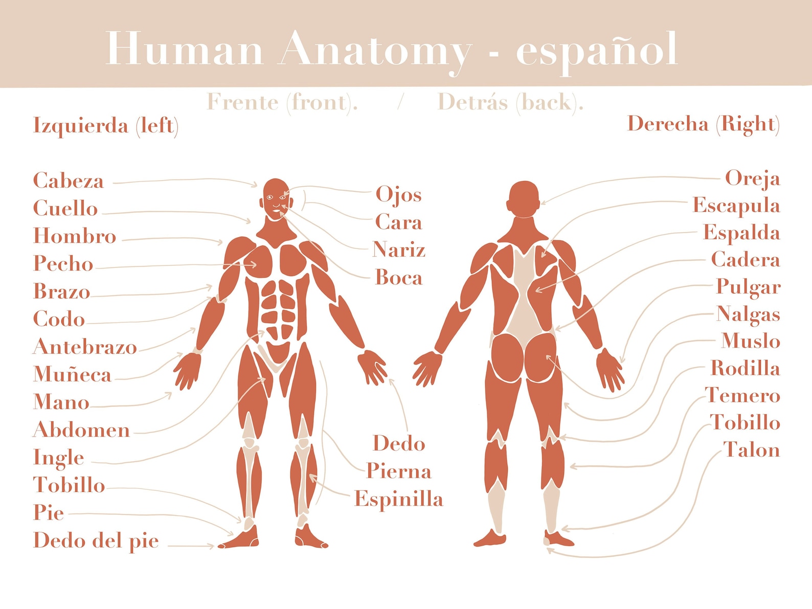 Spanish Human Anatomy Poster - Digital Download - Etsy