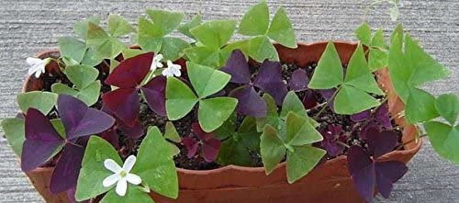 Live false Shamrock houseplant in 4 pot Etsy