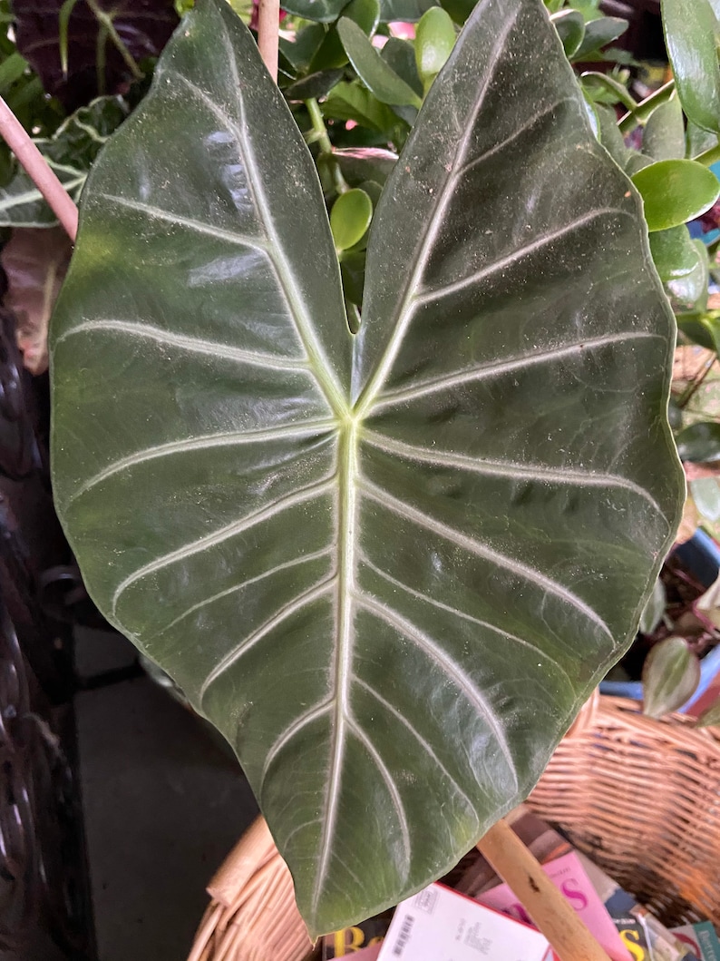 Live Indoor Elephant Ear house Plant in 4 pot Etsy