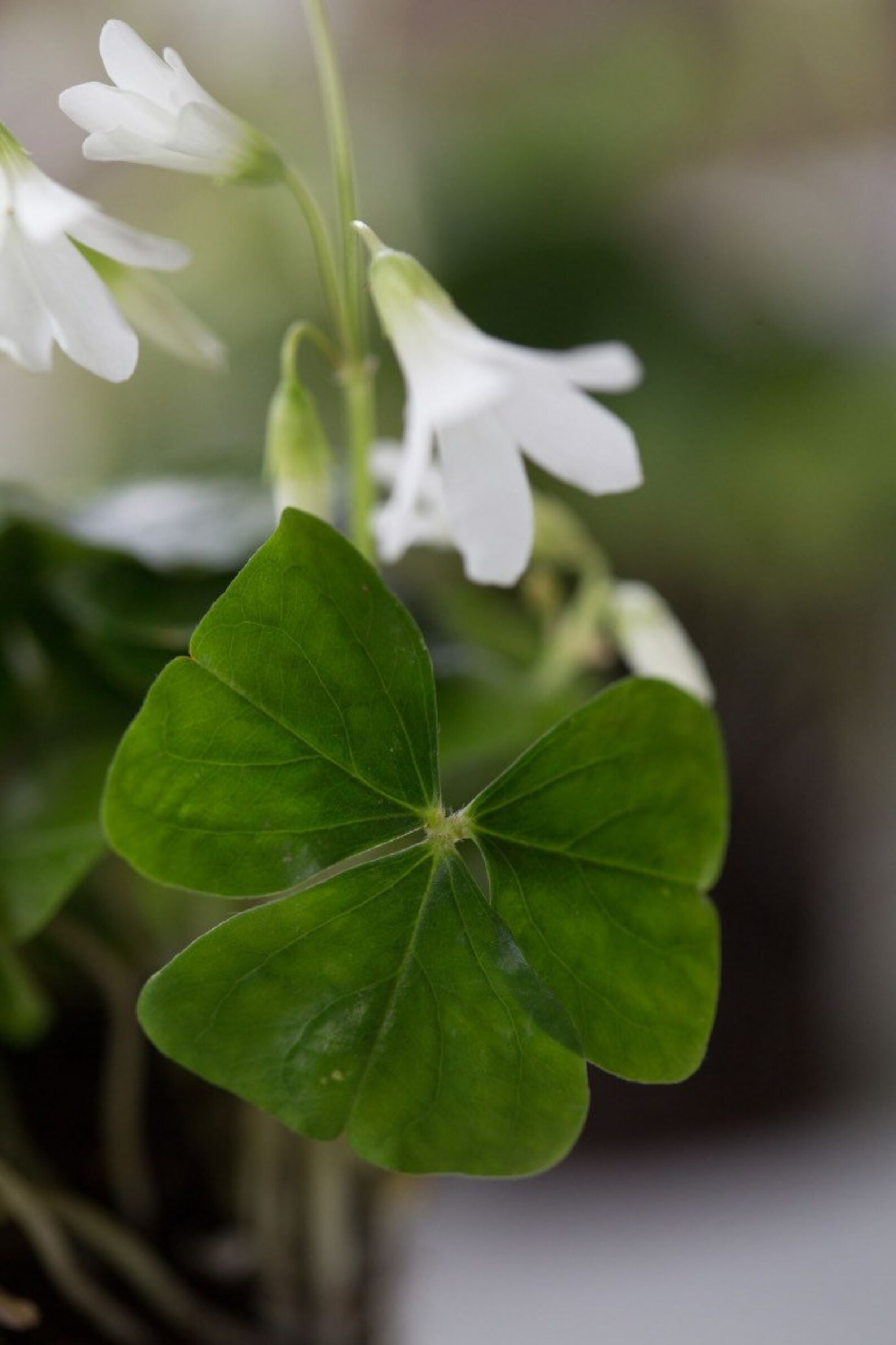 Live starter false Shamrock houseplant in 4 pot Etsy