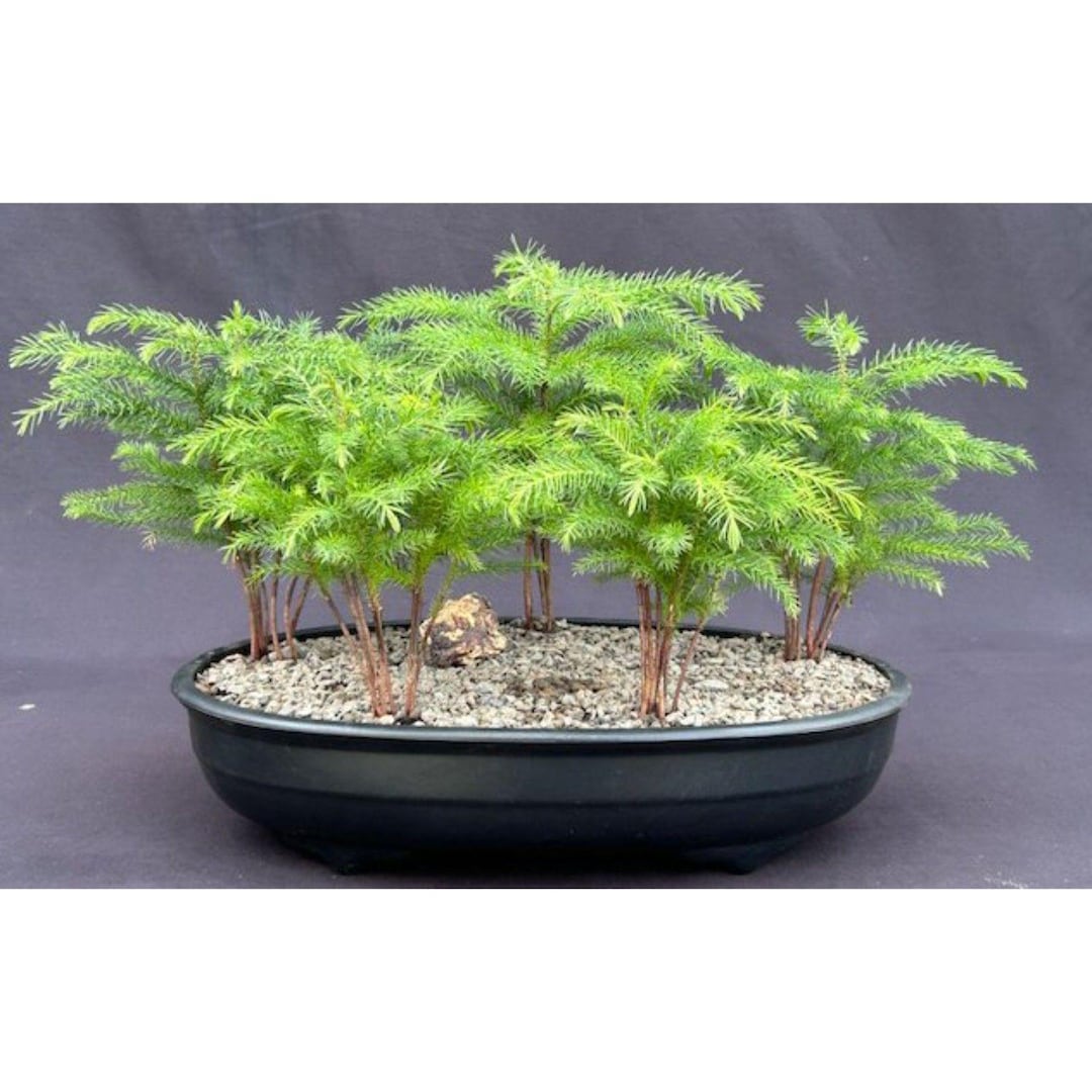 Norfolk Island Pine Bonsai Tree Five Tree Forest Group - Etsy