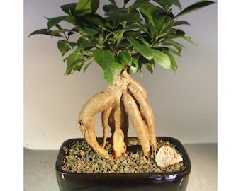 Ginseng Ficus Bonsai Tree