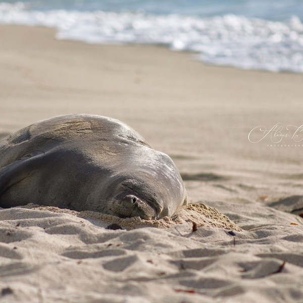 Monk Seal