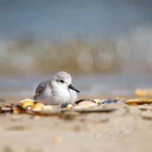 Sand Piper
