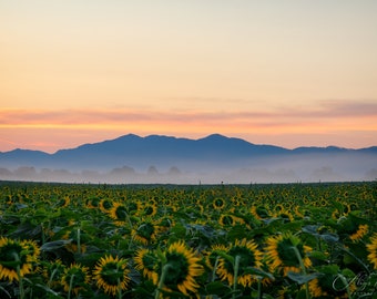 Country Sunrise