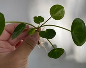 Chinese money plant (Pilea peperomioides)