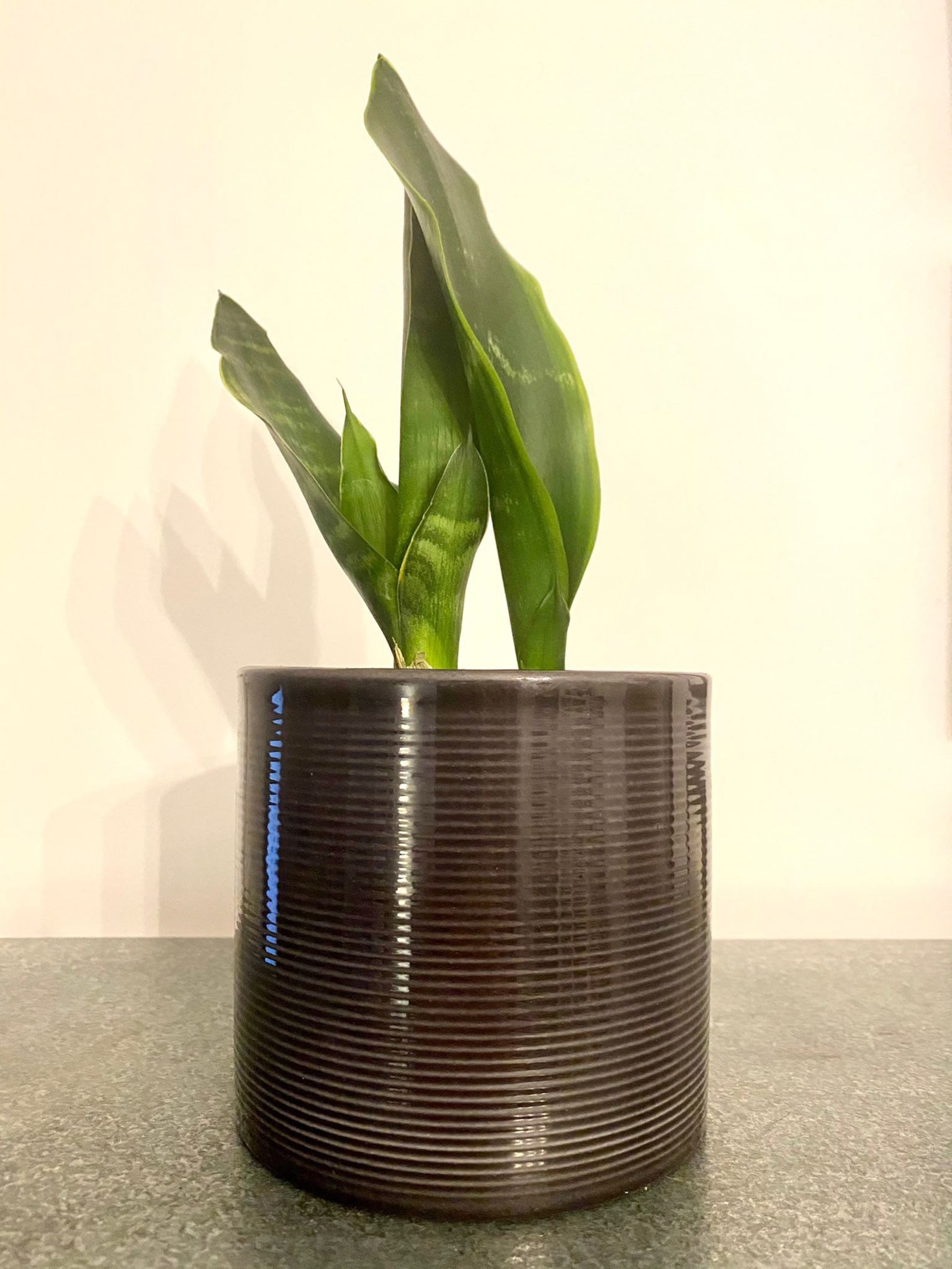 Snake plant air purifier easy care approx 10 inch height Etsy