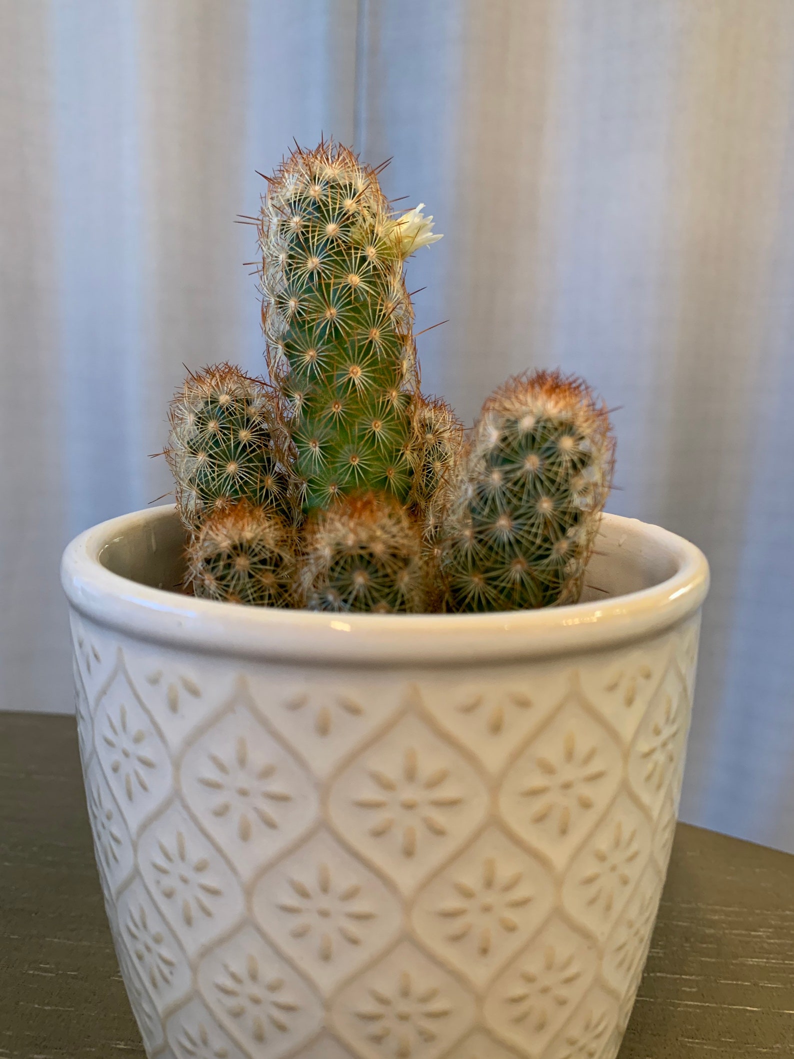 Señorita Live ladyfinger cactus 8 inch tall Etsy
