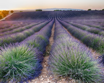 Lavender Field Etsy