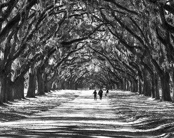 Original-Foto, Eiche Tunnel, Wormsloe Plantage, Savannah, Georgia, digitaler Download, horizontal, Wandkunst