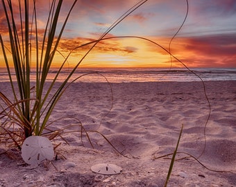 Original Photo Gorgeous Beach Sunset, Sand Dollars, Ocean, Beach Grass, digital download, horizontal, wall art