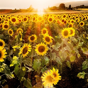 Original Photo Sunflower Field at Sunset, Provence, France, digital download, horizontal, pretty wall art