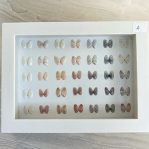 Coquina seashells in a shadow box home decor