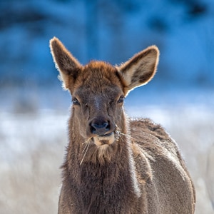 Colorado Elk