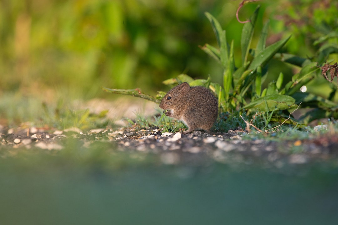 Beach Mouse - Etsy