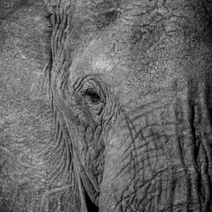 African Elephant | Black and White
