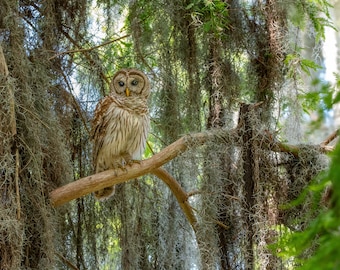 Barred Owl