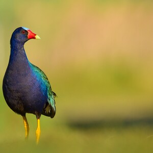 Purple Gallinule in the Morning Sun